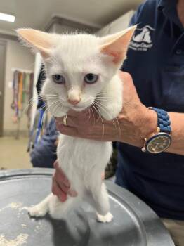 Kraven -  Siamese Cat for Adoption in Hopkinsville, Kentucky - Kraven | PetCurious