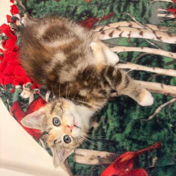 Laura -  Domestic Short Hair Cat for Adoption in Watertown, New York - Laura | PetCurious
