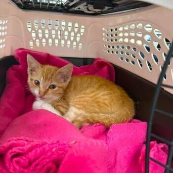 Dreamsicle 26-06-144 -  Domestic Short Hair Cat for Adoption in Bastrop, Texas - Dreamsicle 26-06-144 | PetCurious