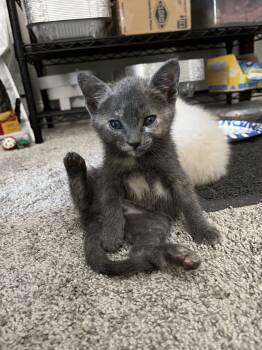 Rescue Domestic Short Hair Cats for Adoption in Paulina, Louisiana - Marie | PetCurious