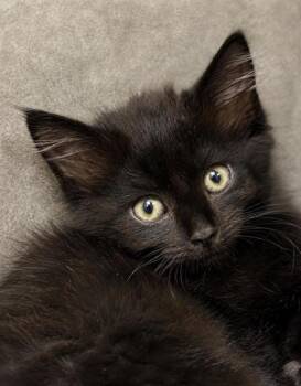 Soot Sprite 1249-26 -  Domestic Short Hair Cat for Adoption in Cumming, Georgia - Soot Sprite 1249-26 | PetCurious
