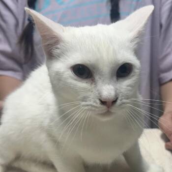 Domestic Short Hair Cats Available for Adoption in West Point, Mississippi - Calvin | PetCurious