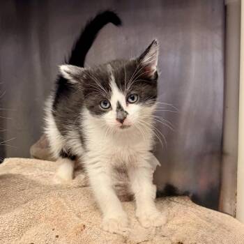 Grass -  Domestic Short Hair Cat for Adoption in Palm Springs, California - Grass | PetCurious