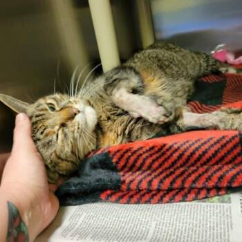 Felicity -  Domestic Short Hair Cat for Adoption in Columbia, Missouri - Felicity | PetCurious