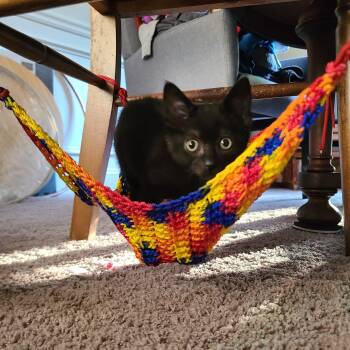 Rescue Domestic Short Hair and Tabby Cats for Adoption in Greensboro, Georgia - Prepotente - Winterville, GA | PetCurious