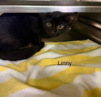Domestic Short Hair Cats Available for Adoption - Linny | PetCurious