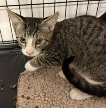2026-49 Twinkle -  Domestic Short Hair Cat for Adoption in Windsor, Connecticut - 2026-49 Twinkle | PetCurious