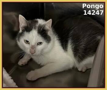 Rescue Domestic Short Hair Cats for Adoption in Marietta, Georgia - PONGO | PetCurious