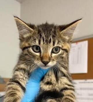 Minke -  Domestic Short Hair Cat for Adoption in Bolivar, Missouri - Minke | PetCurious