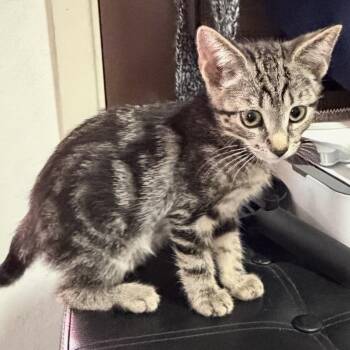 Shelby -  Domestic Short Hair and Tabby Cat for Adoption in Brentwood, California - Shelby | PetCurious