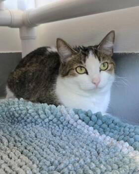 Domestic Short Hair Cats Available for Adoption - Bernadette | PetCurious
