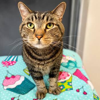 Lenny -  Domestic Short Hair Cat for Adoption in Hopkinton, Massachusetts - Lenny | PetCurious