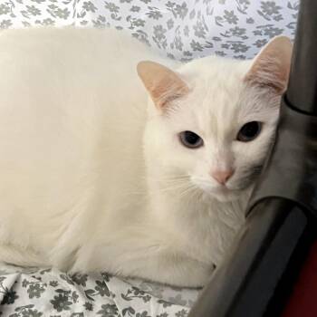 Domestic Short Hair Cats Available for Adoption in Columbia, Illinois - Bella | PetCurious