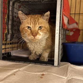 Francis -  Domestic Short Hair Cat for Adoption in Jersey City, New Jersey - Francis | PetCurious