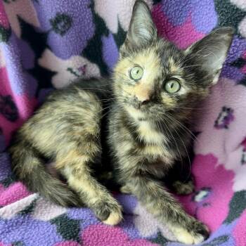 Lorin -  Domestic Short Hair Cat for Adoption in Santa Fe, Texas - Lorin | PetCurious