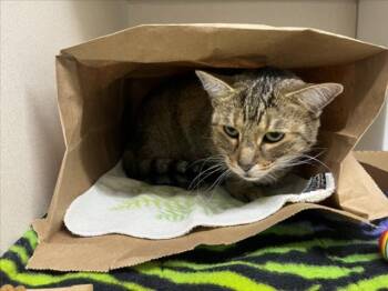 Rescue Domestic Short Hair Cats for Adoption in Loveland, Colorado - SOLIE | PetCurious