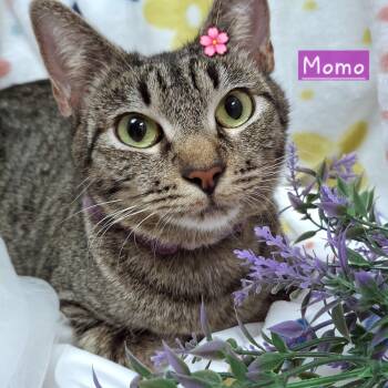 Domestic Short Hair and Calico Cats Available for Adoption in Yorba Linda, California - :::Momo::: | PetCurious