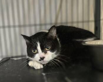 Moxie -  Domestic Short Hair Cat for Adoption in Dickson, Tennessee - Moxie | PetCurious