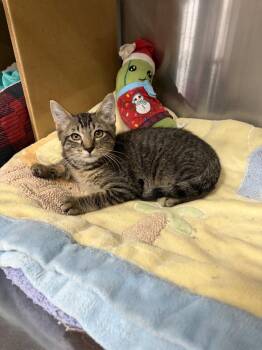 Riley -  Domestic Short Hair Cat for Adoption in Social Circle, Georgia - Riley | PetCurious