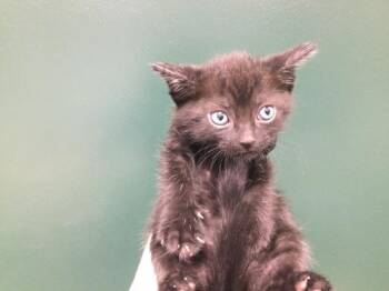 Domestic Short Hair Cats Available for Adoption - LUKE | PetCurious