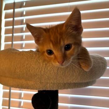 Tigger -  Domestic Short Hair Cat for Adoption in Des Moines, Iowa - Tigger | PetCurious