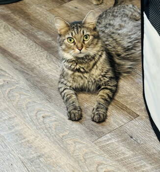 Rescue Domestic Medium Hair Cats for Adoption in Fairview Beach, Virginia - Prissy | PetCurious