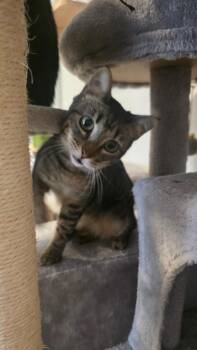 Erica -  Domestic Short Hair Cat for Adoption in Miami, Oklahoma - Erica | PetCurious