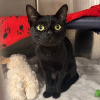 Rescue Domestic Short Hair Cats for Adoption in West Palm Beach, Florida - Asiago | PetCurious