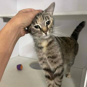 Domestic Short Hair Cats Available for Adoption in Austin, Texas - Choo Choo Soul | PetCurious