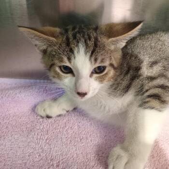 Domestic Short Hair Cats Available for Adoption in Tampa, Florida - Utah | PetCurious