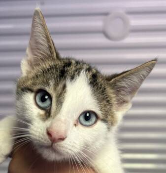 Rescue Domestic Short Hair Cats for Adoption in Vienna, Ontario - Churro | PetCurious