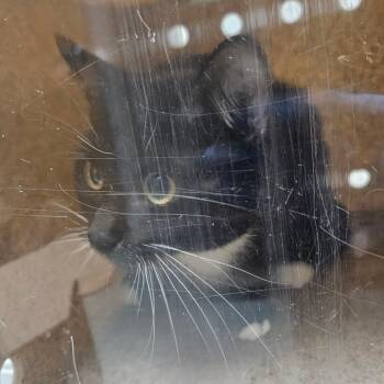 Domestic Short Hair Cats Available for Adoption in Philadelphia, Pennsylvania - Daniel | PetCurious