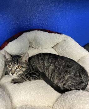 Moonbeam -  Domestic Short Hair Cat for Adoption in Picayune, Mississippi - Moonbeam | PetCurious