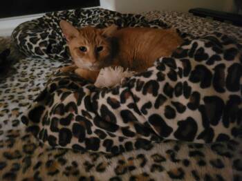 Domestic Short Hair Cats Available for Adoption - Percy | PetCurious