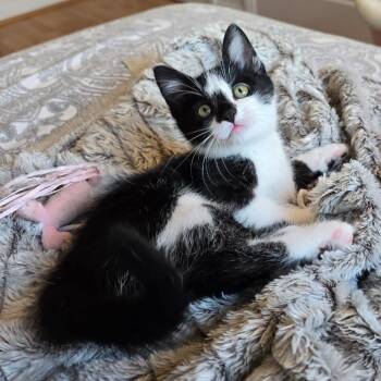 Barley -  Domestic Short Hair Cat for Adoption in Pleasanton, California - Barley | PetCurious