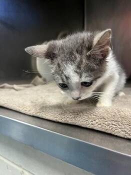 Barbacoa -  Domestic Short Hair Cat for Adoption in Gainesville, Florida - Barbacoa | PetCurious