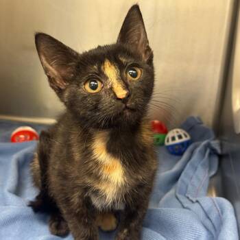 Alice -  Domestic Short Hair Cat for Adoption in West Palm Beach, Florida - Alice | PetCurious
