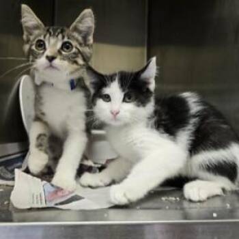 Beau Maxwell -  Domestic Short Hair Cat Available for Adoption in Madison, Wisconsin - Beau Maxwell | PetCurious