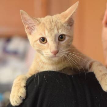 Hawthorn -  Domestic Short Hair Cat for Adoption in Belleville, Illinois - Hawthorn | PetCurious