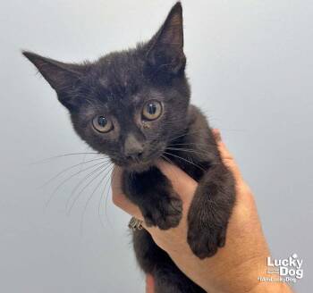Landon -  Domestic Short Hair Cat for Adoption in Washington, District Of Columbia - Landon | PetCurious