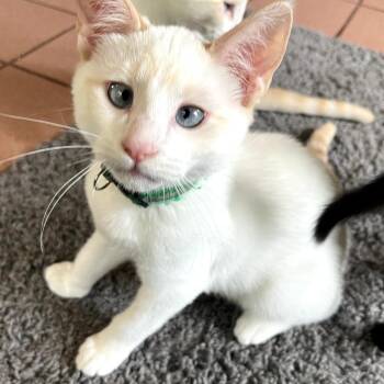 Siamese Cats Available for Adoption in Nashville, Tennessee - Goose | PetCurious