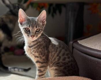 Rescue American Shorthair Cats for Adoption in Schertz, Texas - Pleakley | PetCurious