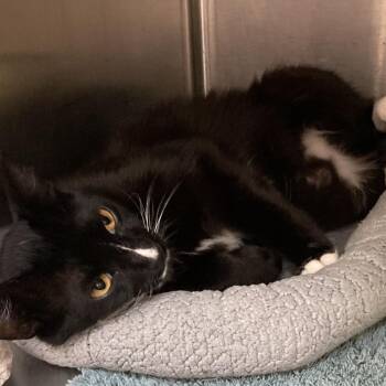 Juliette -  Domestic Short Hair Cat for Adoption in Port Charlotte, Florida - Juliette | PetCurious
