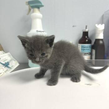 Sandy -  Domestic Short Hair Cat for Adoption in Indianapolis, Indiana - Sandy | PetCurious