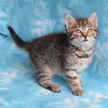 Domestic Short Hair Cats Available for Adoption in Eureka, California - Fennekin | PetCurious
