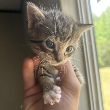 Domestic Short Hair Cats Available for Adoption in Montgomery, Alabama - Ballard | PetCurious