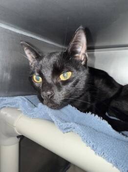 Rescue Domestic Short Hair Cats for Adoption in Morristown, New Jersey - Maximus | PetCurious