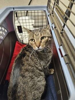 Rescue Domestic Short Hair Cats for Adoption in Honolulu, Hawaii - 59293429 | PetCurious