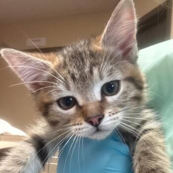 Squirrel -  Domestic Short Hair Cat for Adoption in Flagstaff, Arizona - Squirrel | PetCurious