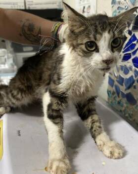 QUINCY -  Domestic Medium Hair Cat for Adoption in Pensacola, Florida - QUINCY | PetCurious